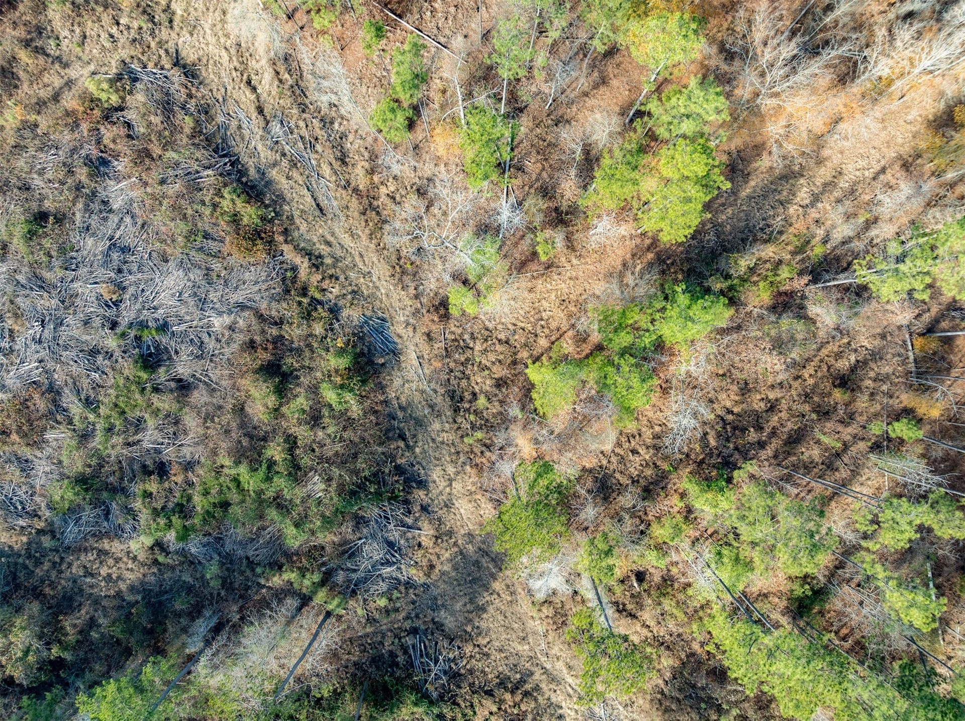 74.6 acres in Harrison County - photo 11