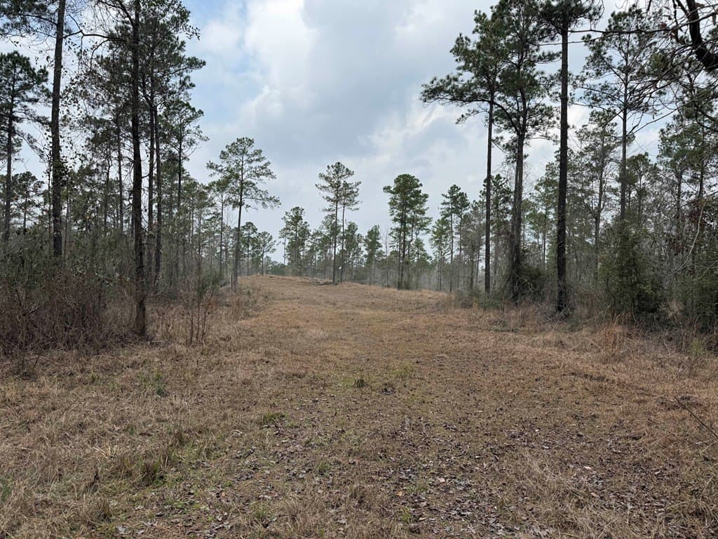 90 acres in Texas County gallery image 2