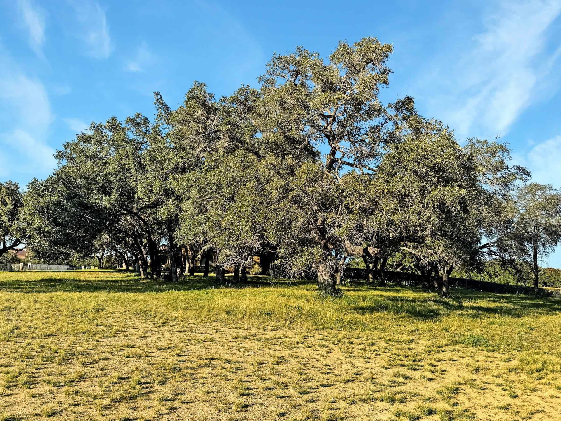 1.14 acres in Travis County - photo 7