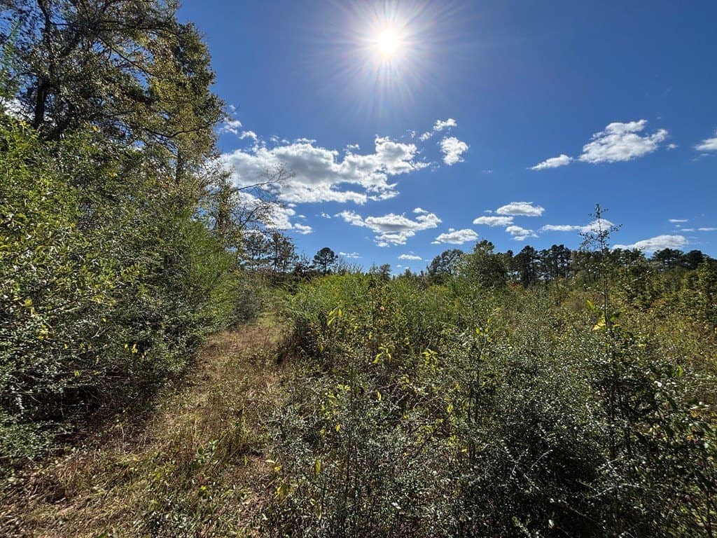 10 acres in Texas County gallery image 3