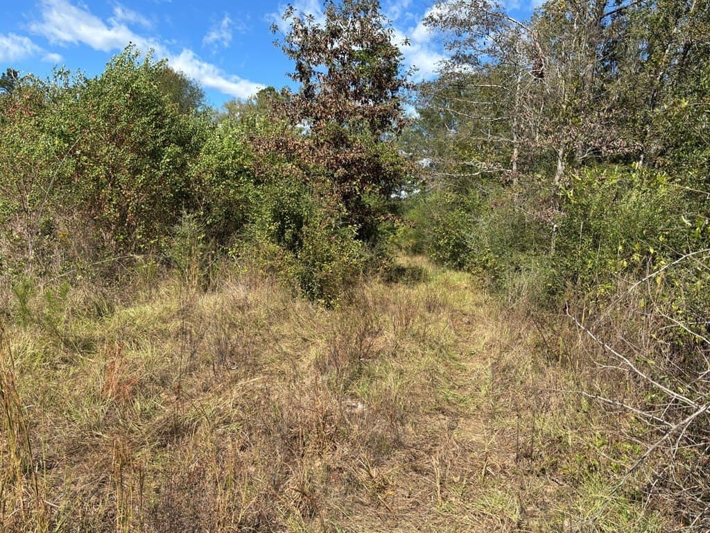 10 acres in Texas County gallery image 2