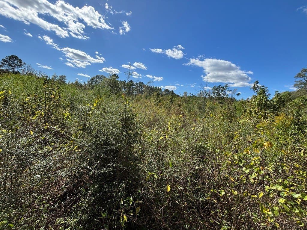 10 acres in Texas County gallery image 4