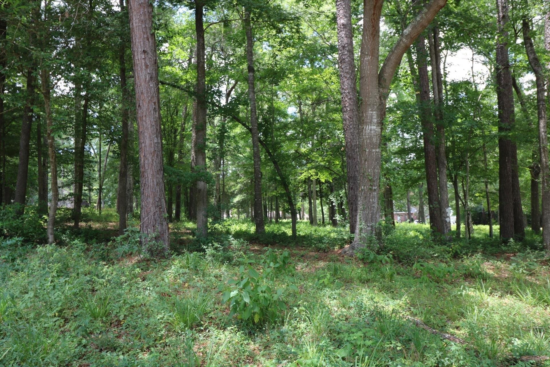 0.54 acres in Texas County featured view