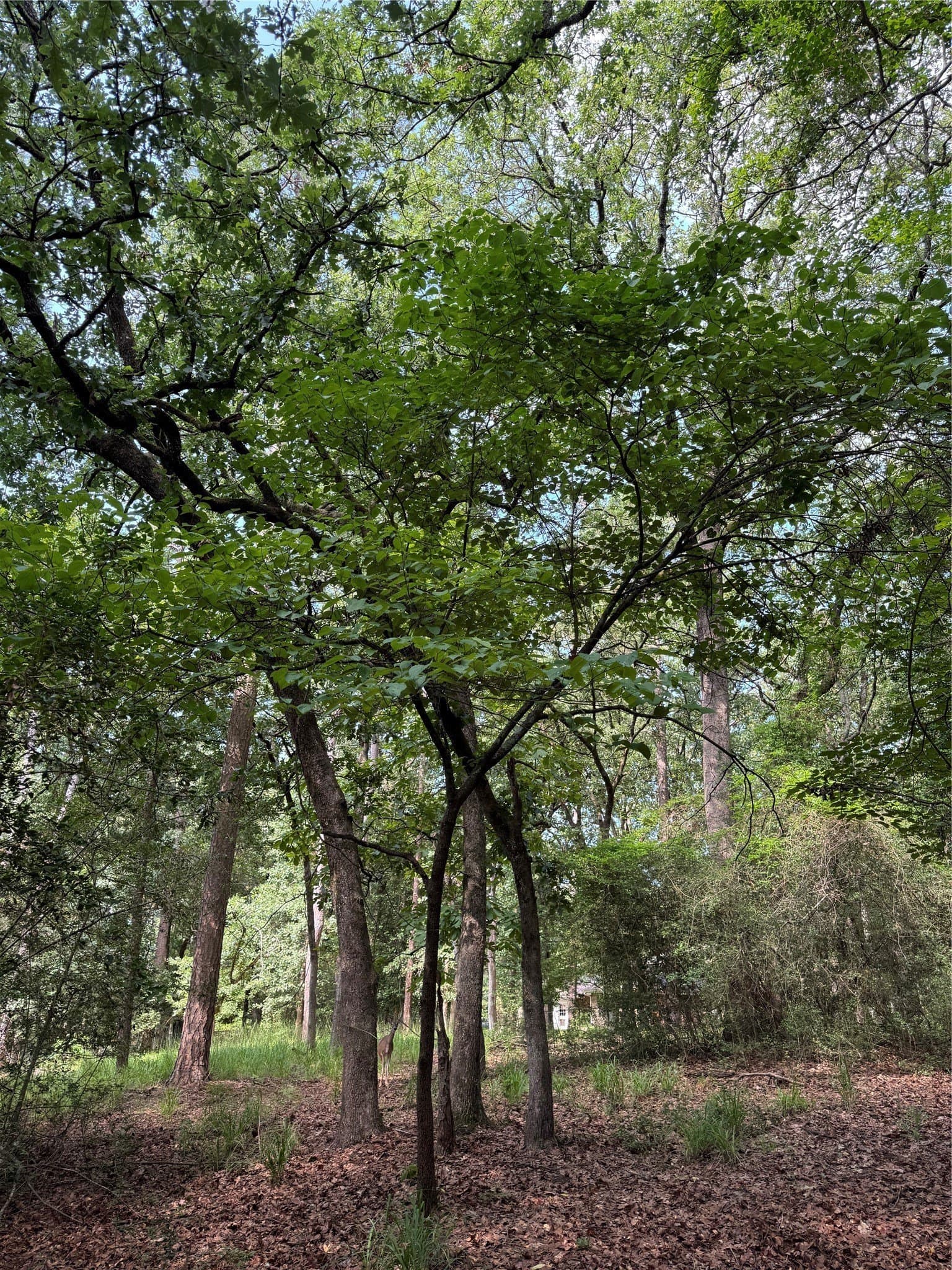 0.52 acres in Wood County gallery image 2