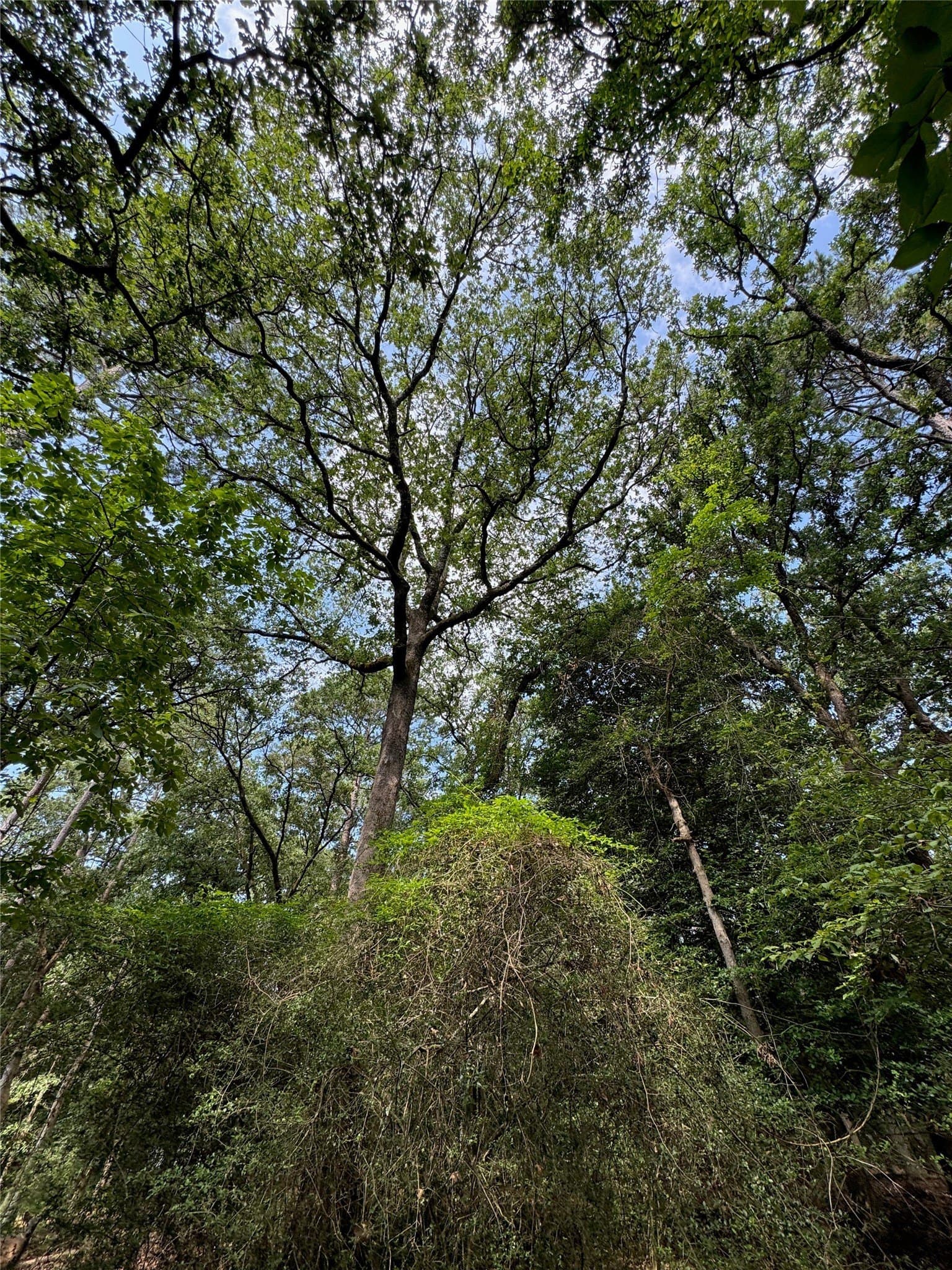 0.52 acres in Wood County - photo 6