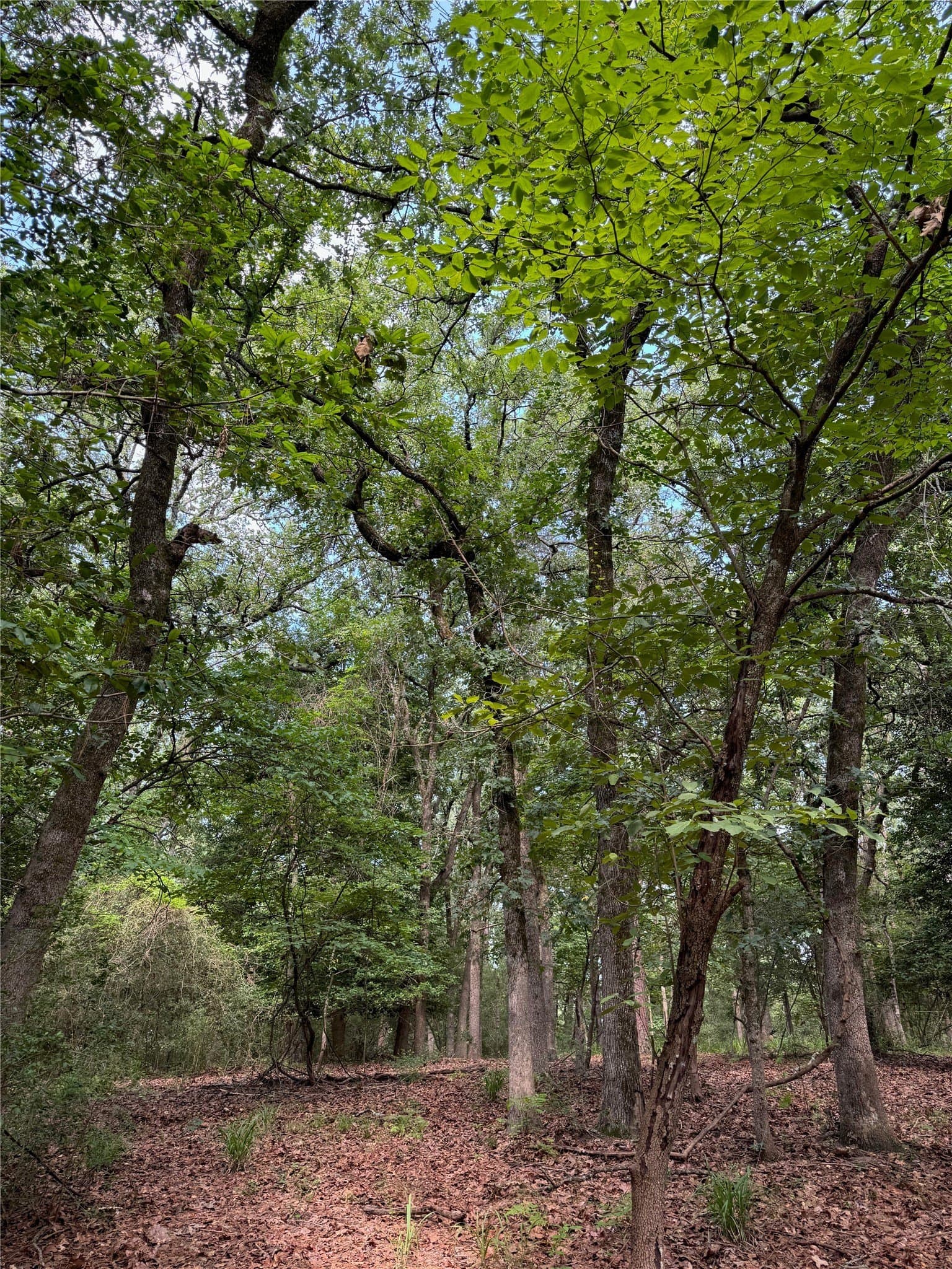0.52 acres in Wood County gallery image 3