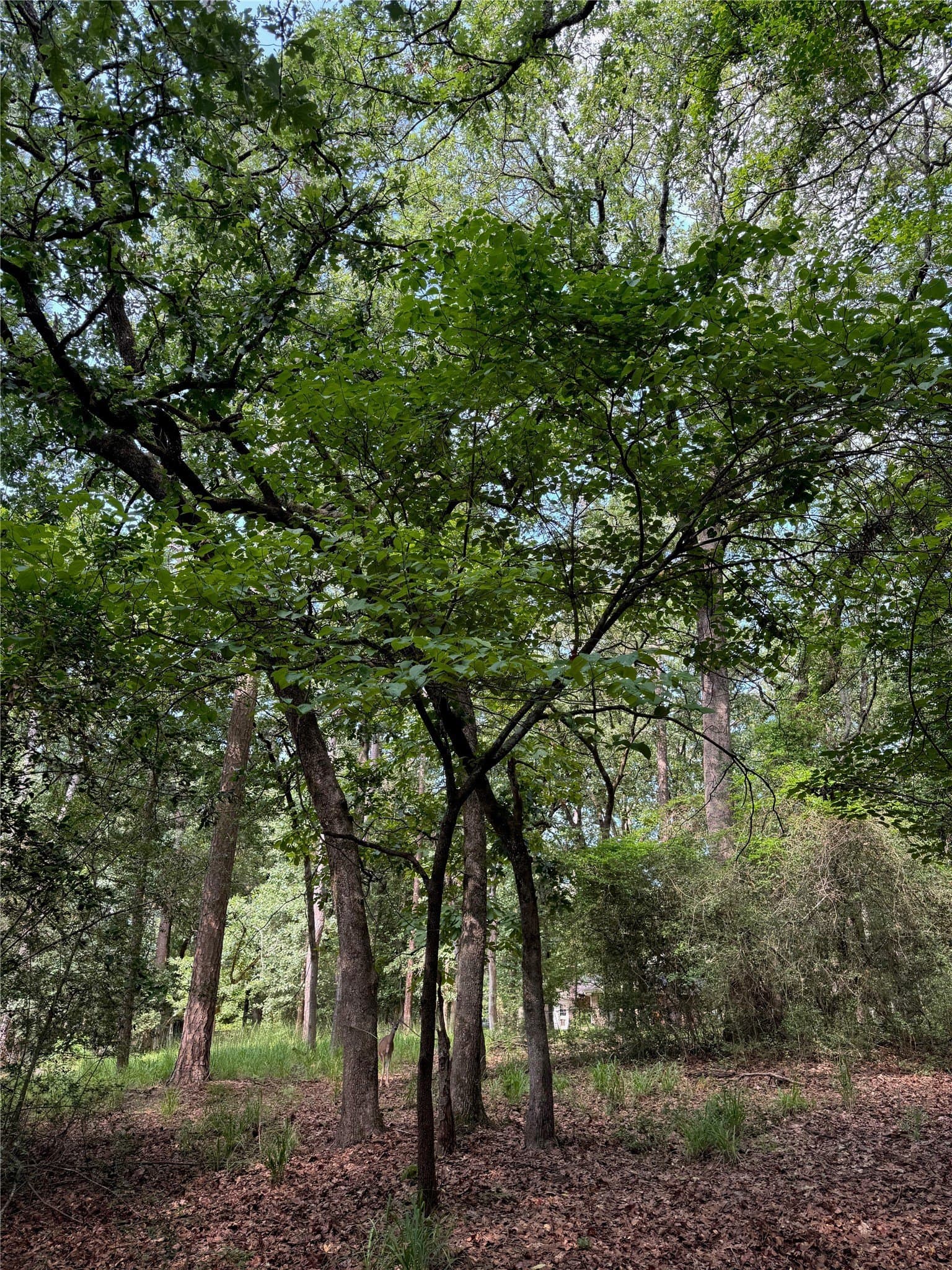 0.52 acres in Wood County gallery image 4