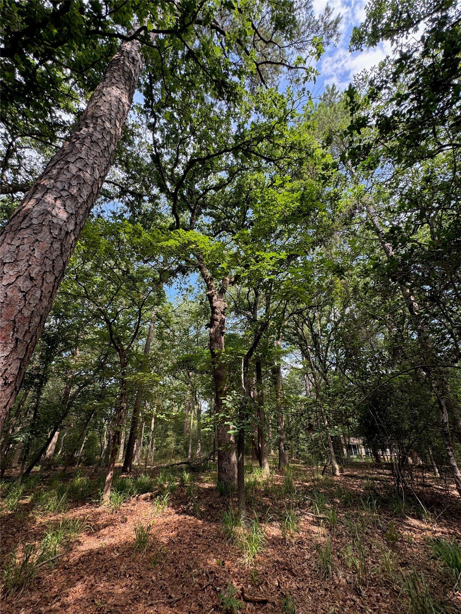 0.52 acres in Wood County - photo 7