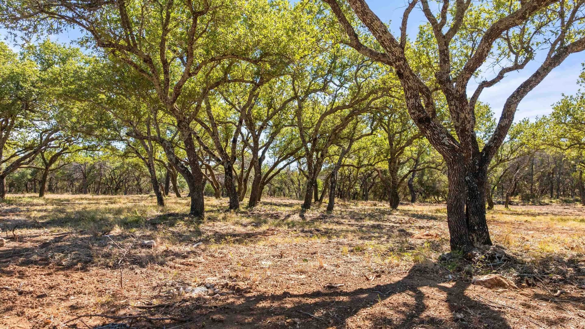 10 acres in Blanco County - photo 8