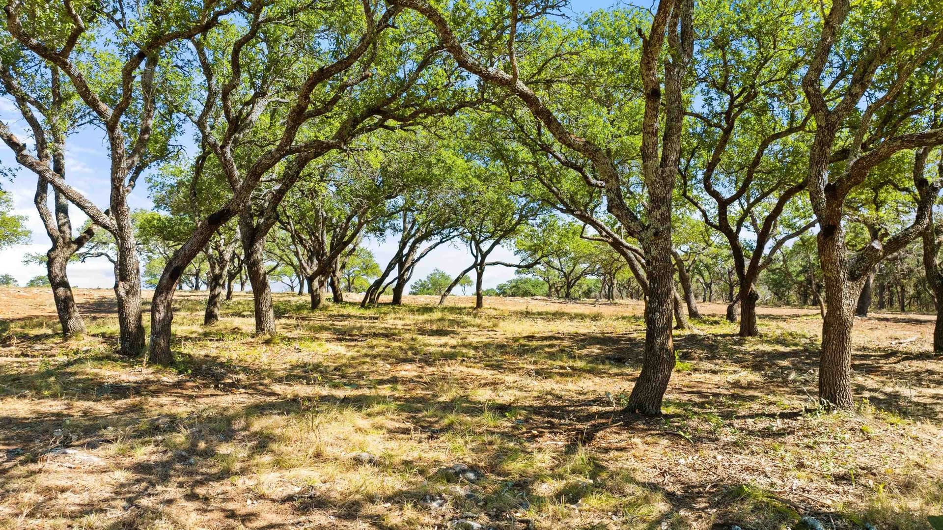 10 acres in Blanco County - photo 9