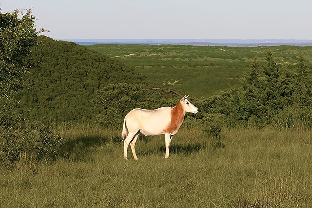 21 acres in Blanco County - photo 5