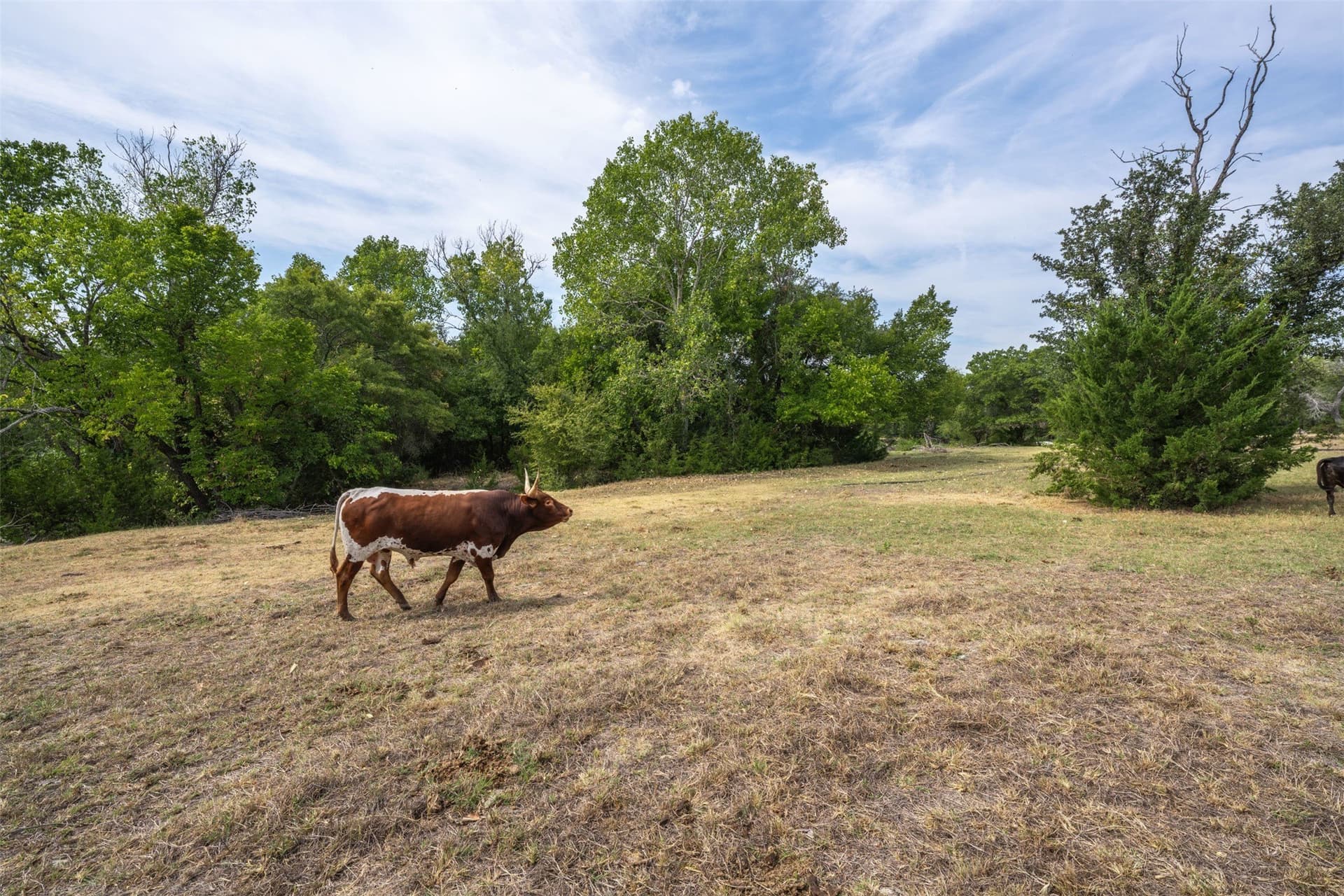 29.7 acres in Parker County - photo 33