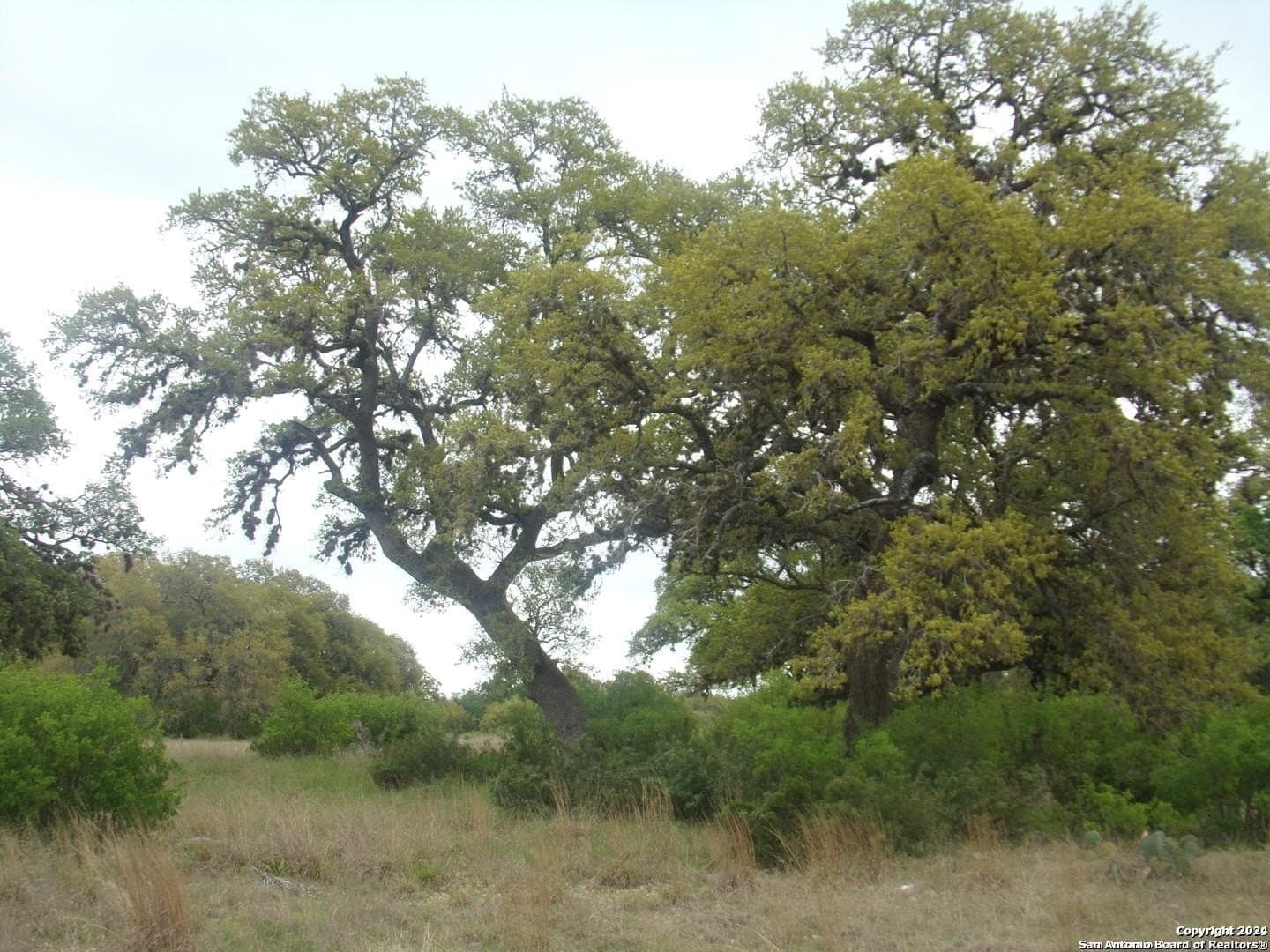 1.18 acres in Comal County gallery image 4