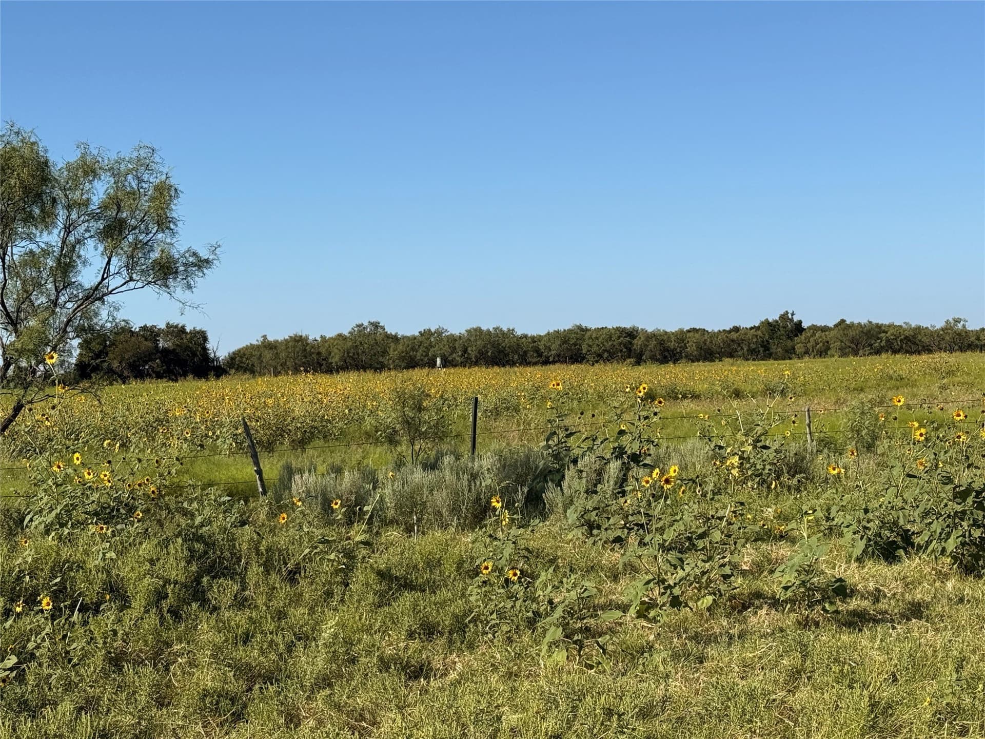 60 acres in Runnels County - photo 16