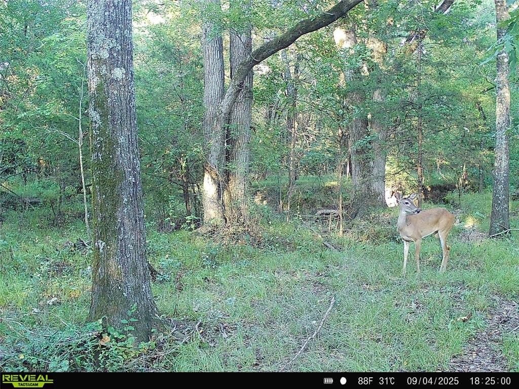 44 acres in Fannin County gallery image 4