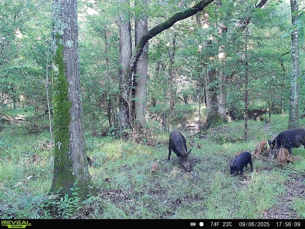 44 acres in Fannin County featured view