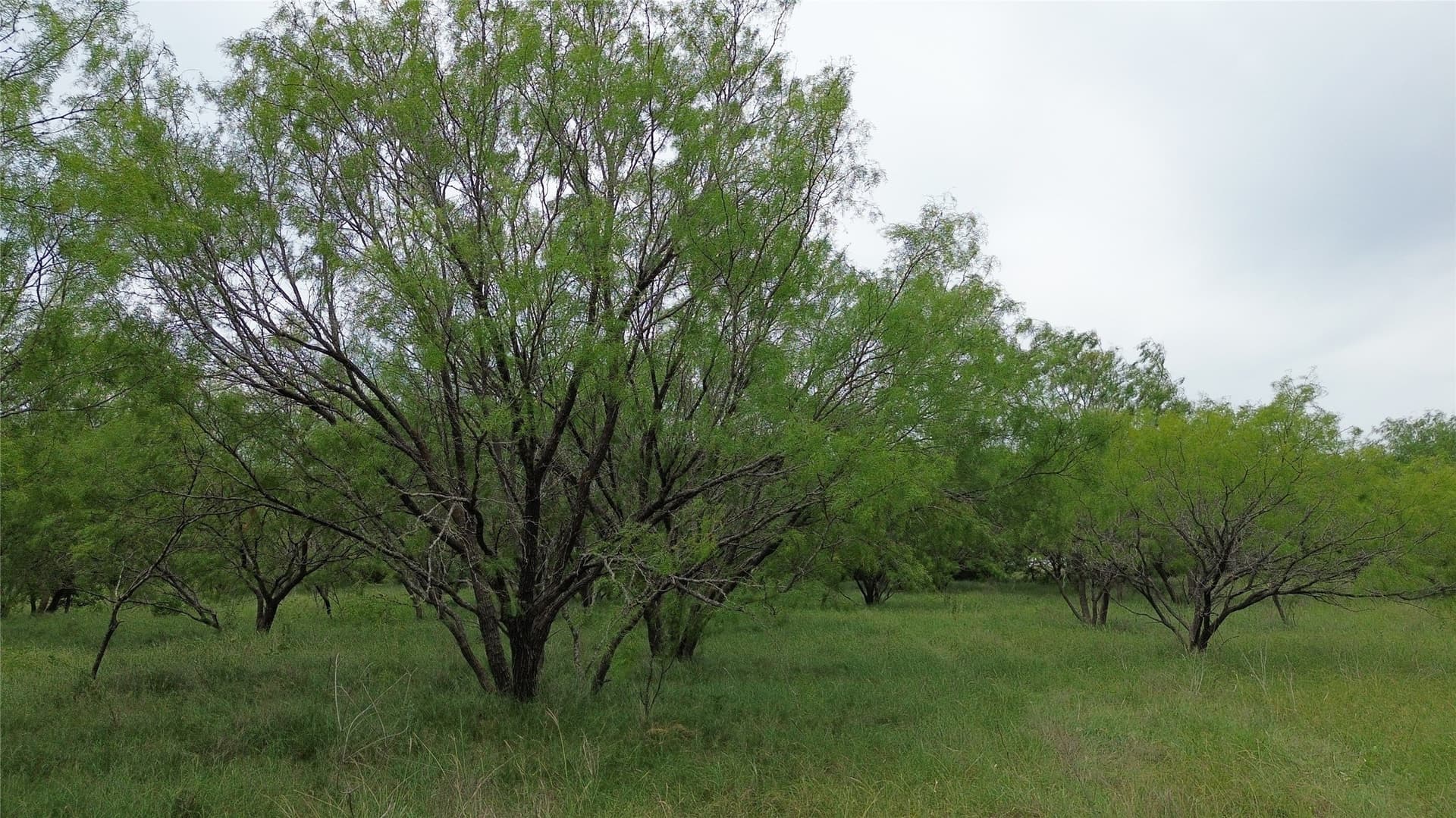 202.36 acres in Hill County - photo 21