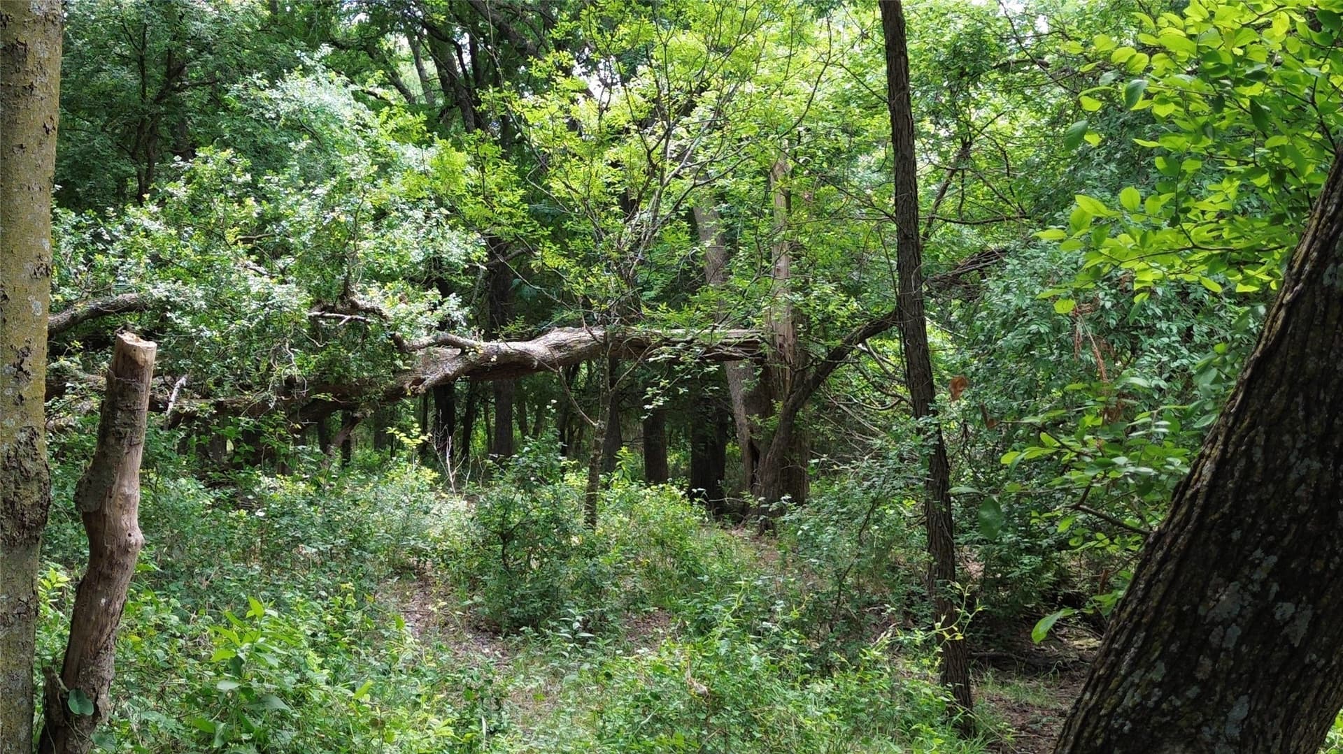 202.36 acres in Hill County - photo 14