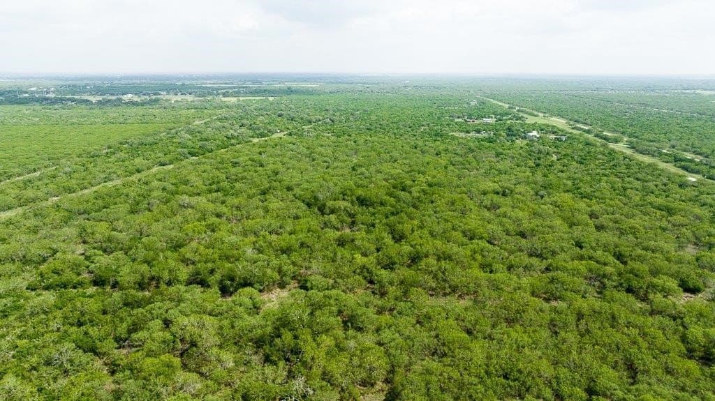 33.57 acres in Bee County - photo 15
