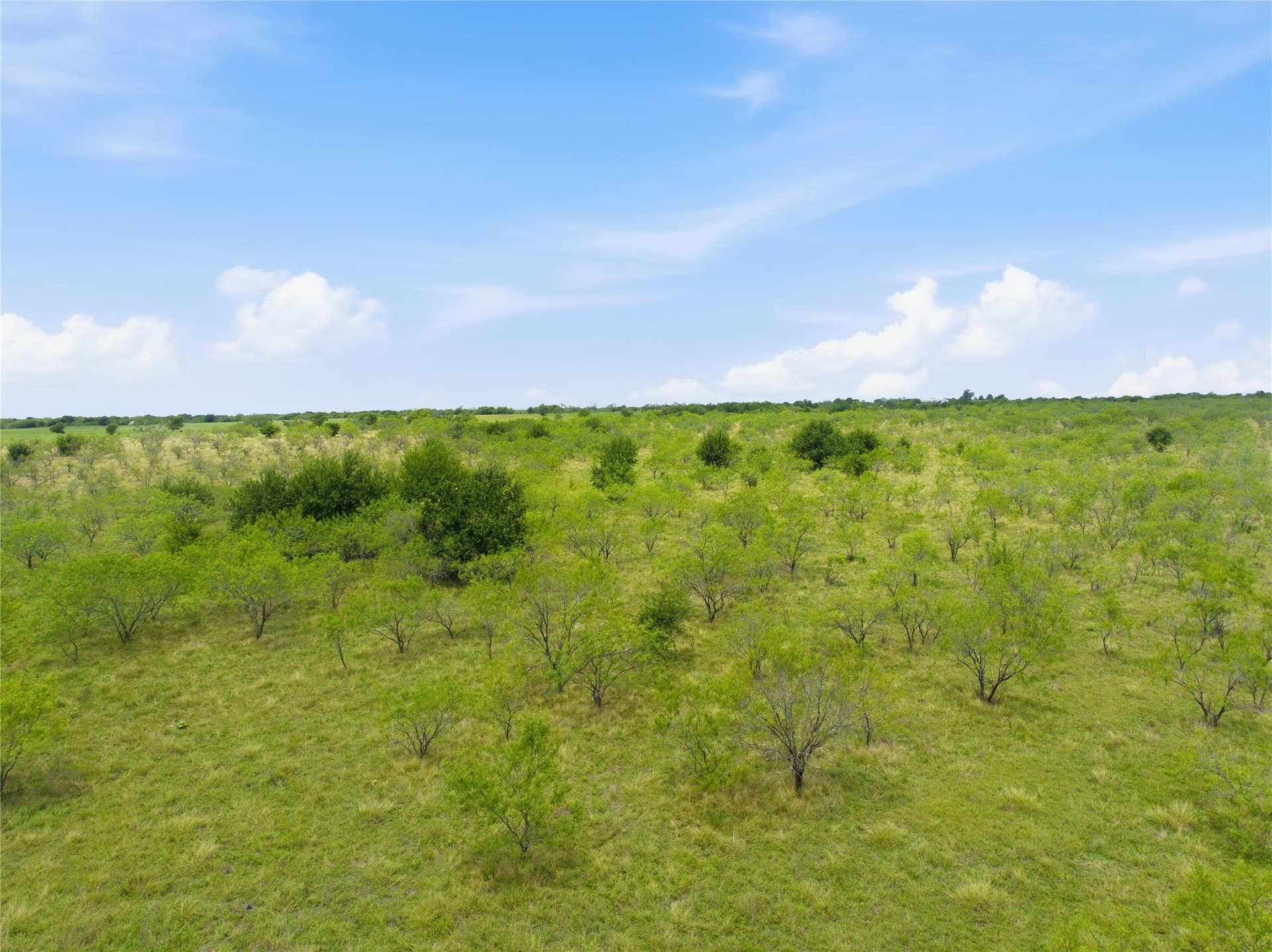 100.5 acres in Limestone County - photo 17