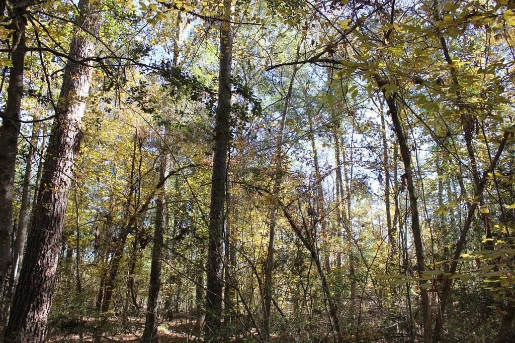 30 acres in Texas County - photo 20