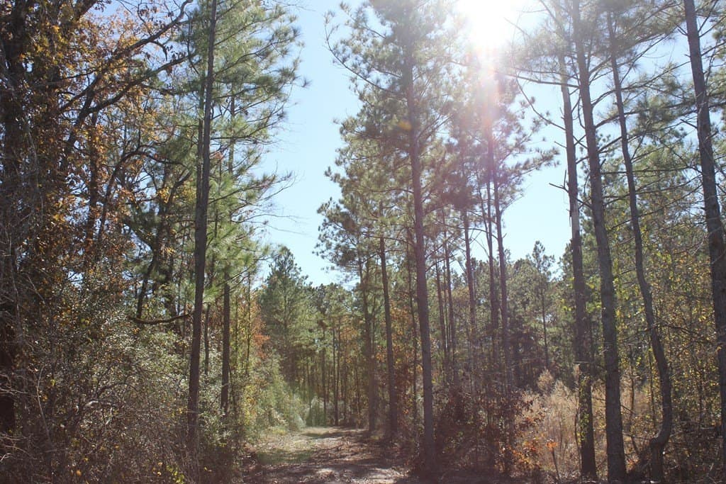 30 acres in Texas County - photo 14