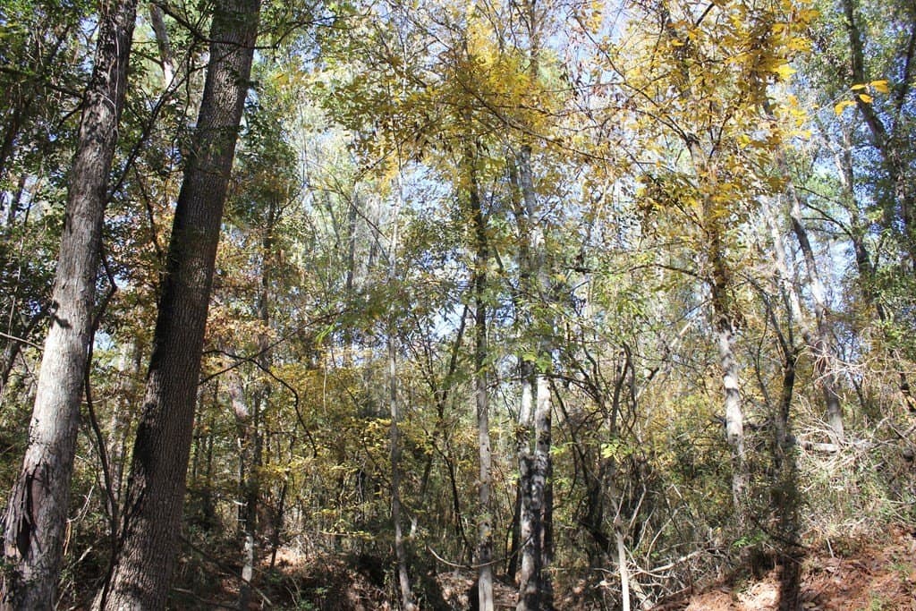 30 acres in Texas County - photo 9