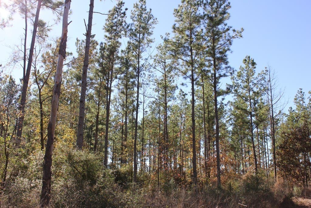 30 acres in Texas County - photo 11