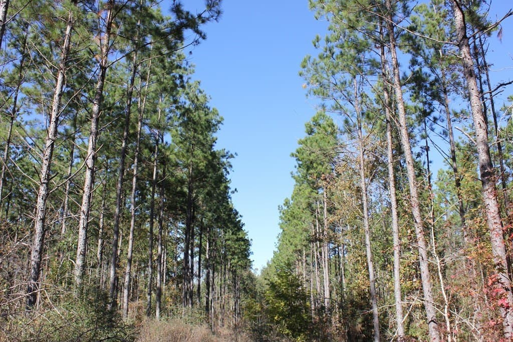 30 acres in Texas County - photo 12