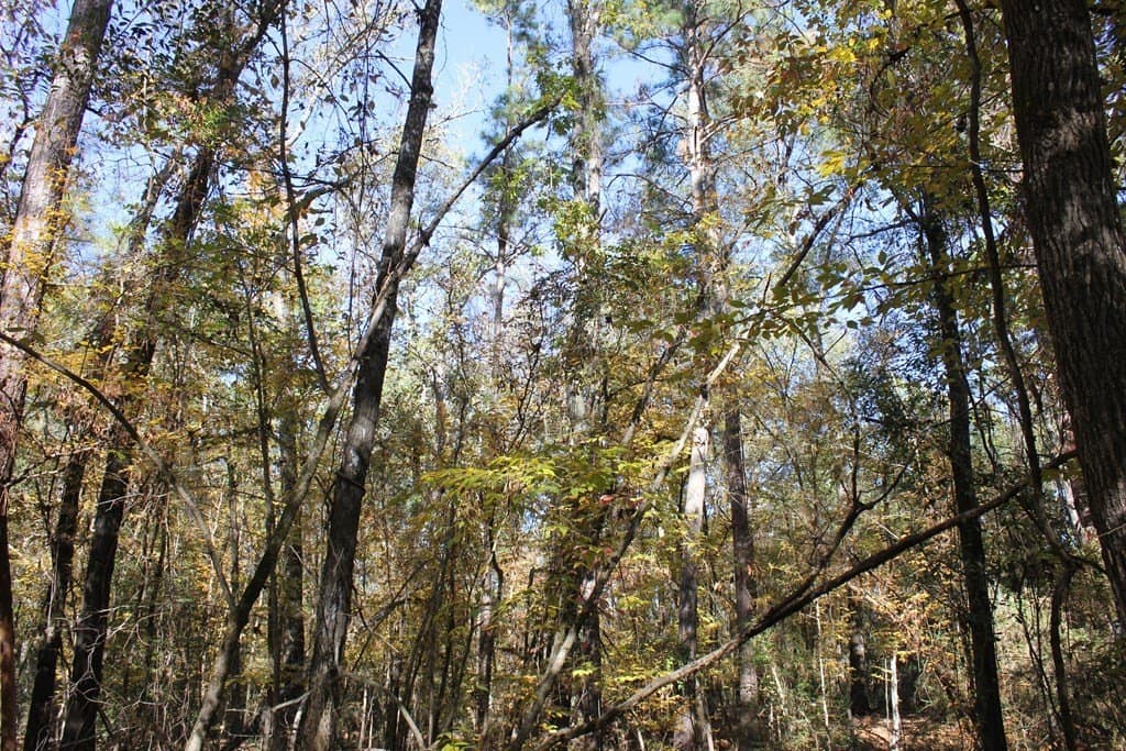 30 acres in Texas County - photo 3