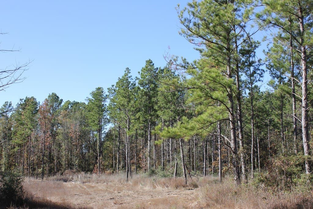 30 acres in Texas County - photo 13