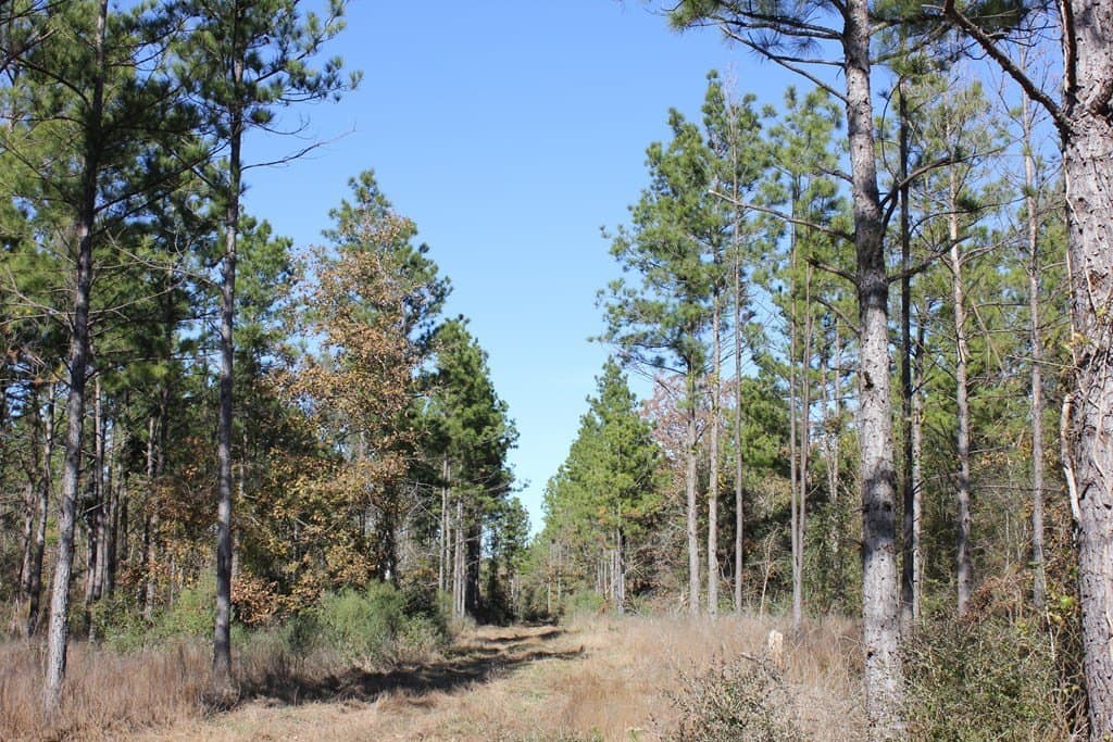 30 acres in Texas County - photo 16