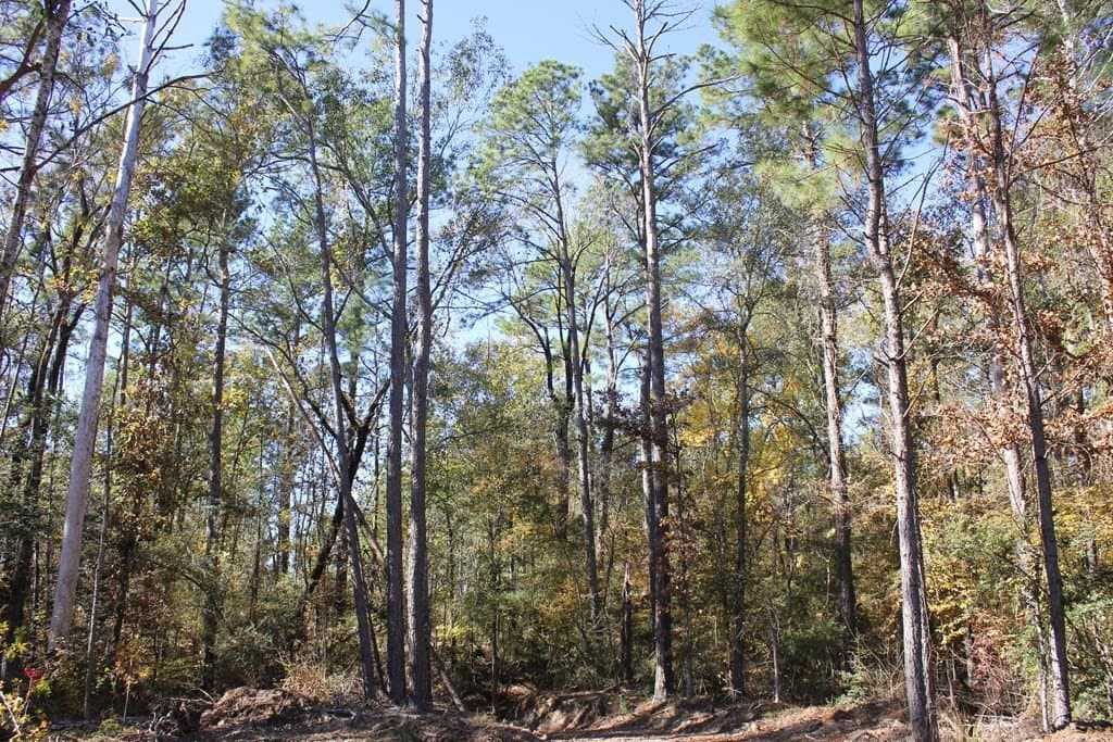30 acres in Texas County - photo 6