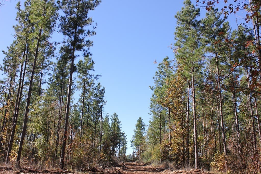 30 acres in Texas County - photo 10