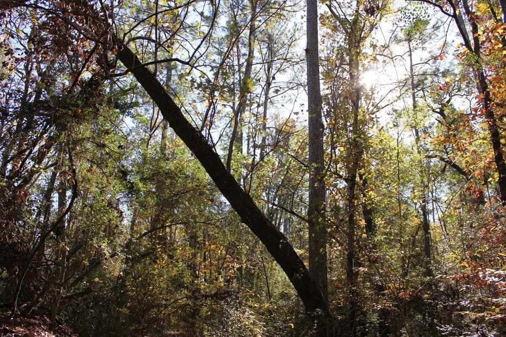 30 acres in Texas County - photo 7