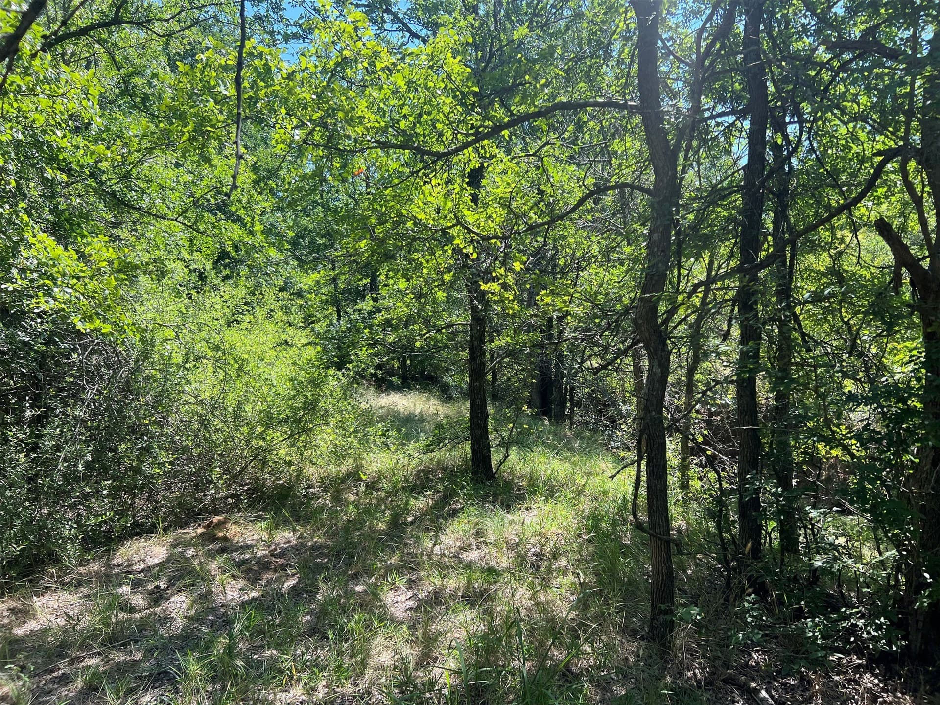 55 acres in Eastland County - photo 3
