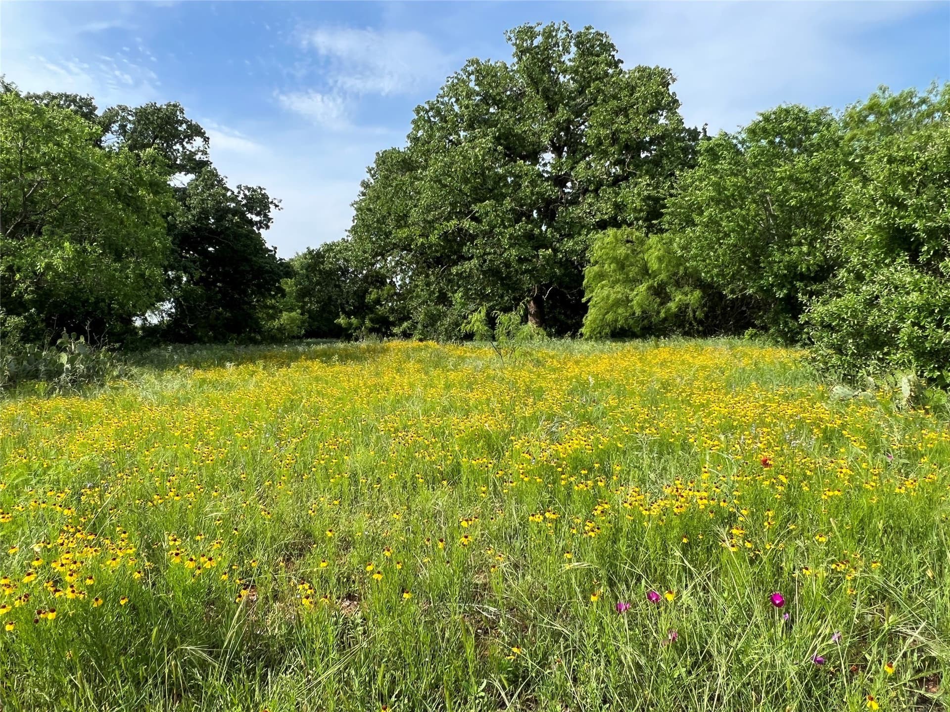 55 acres in Eastland County - photo 4