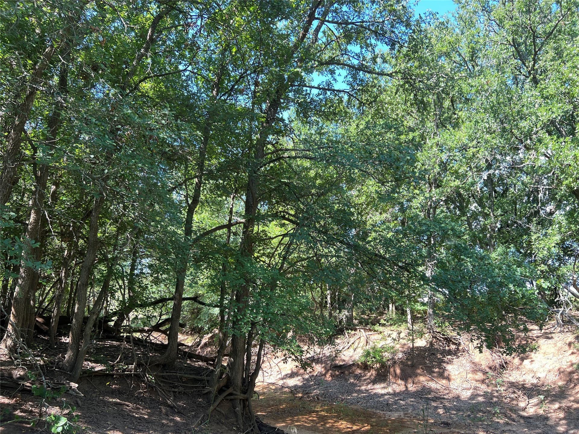 55 acres in Eastland County - photo 16