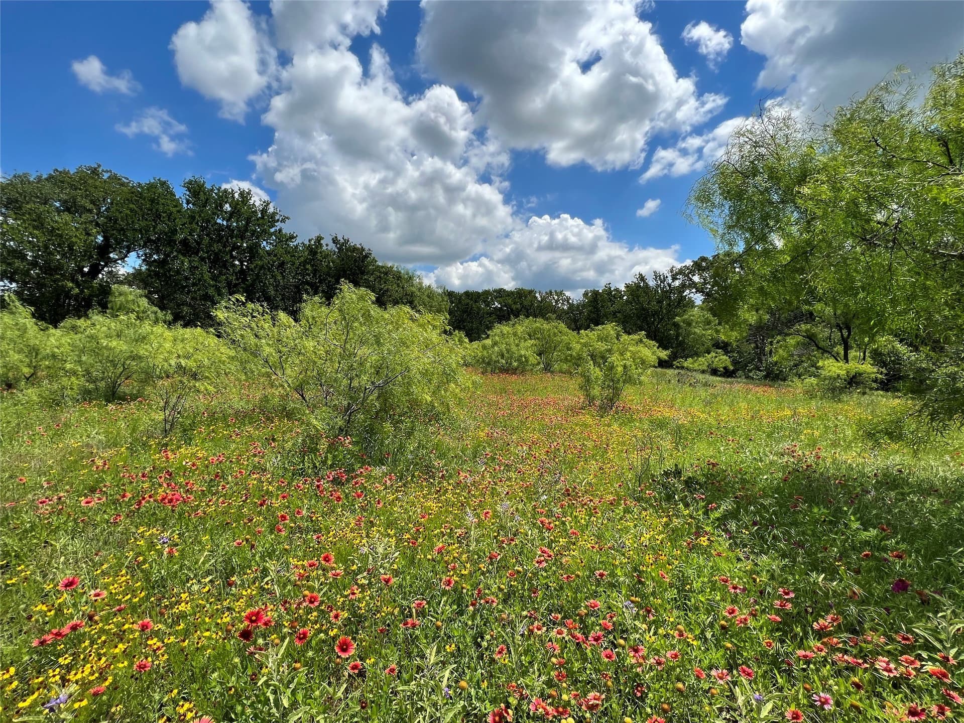 55 acres in Eastland County - photo 17