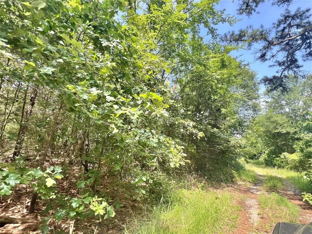 16.4 acres in Titus County gallery image 2