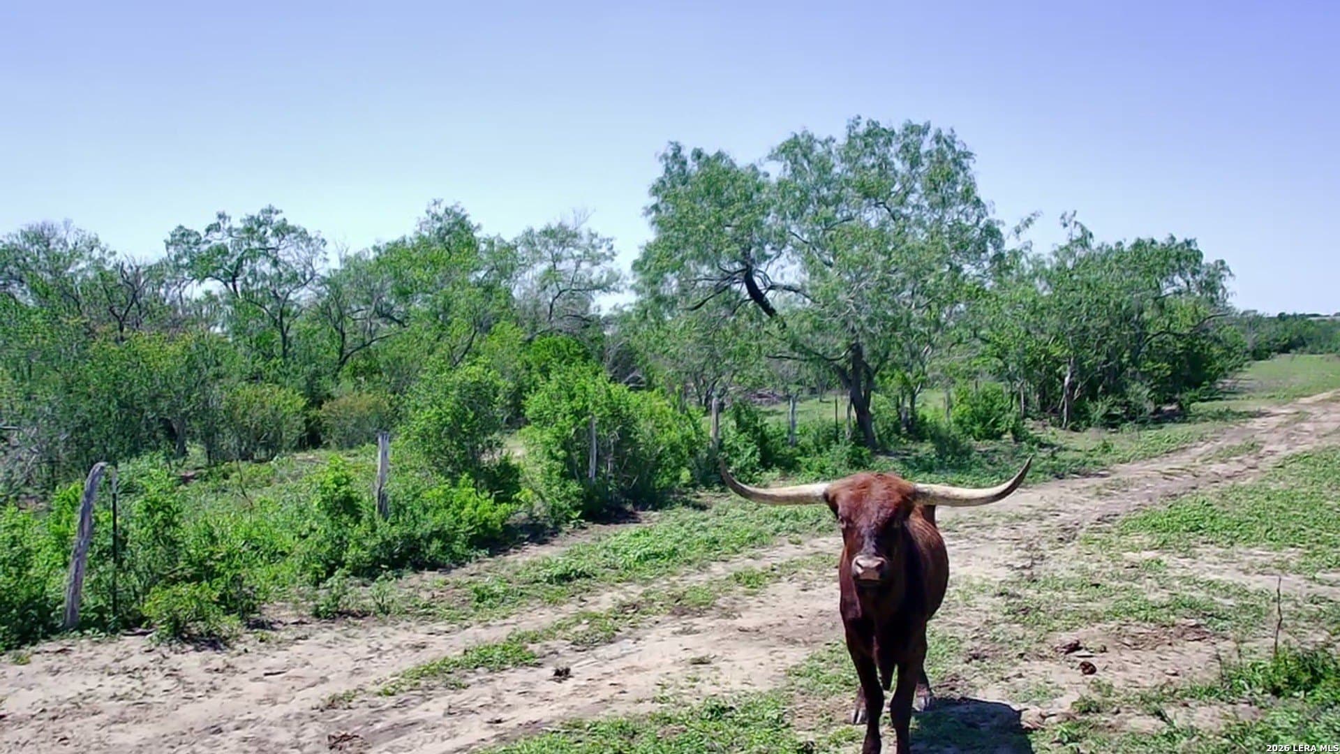 25.03 acres in Karnes County - photo 7