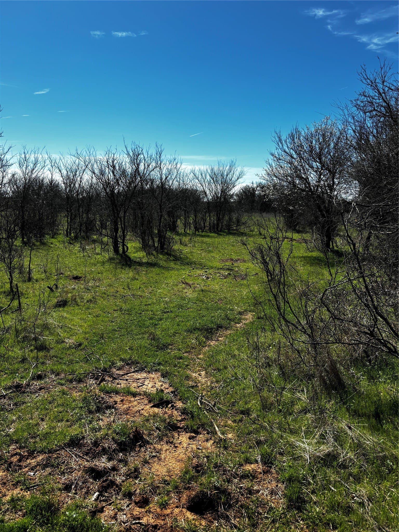 10.01 acres in Montague County - photo 7