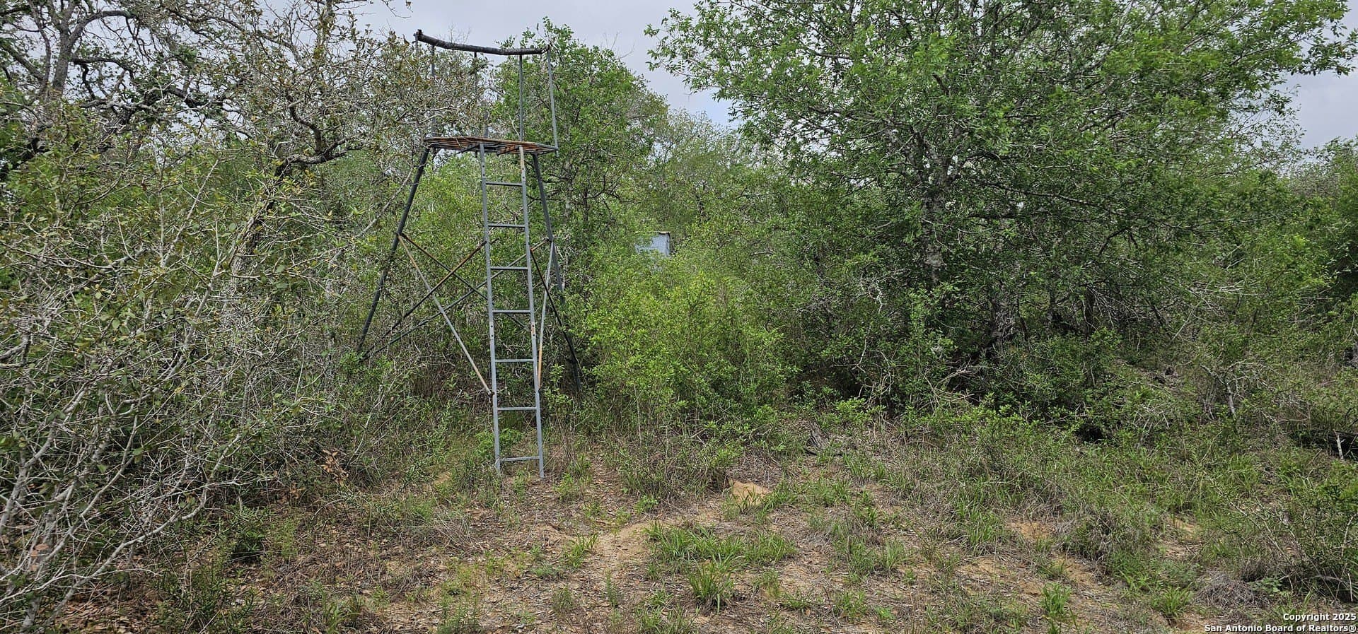 13.01 acres in Atascosa County gallery image 4