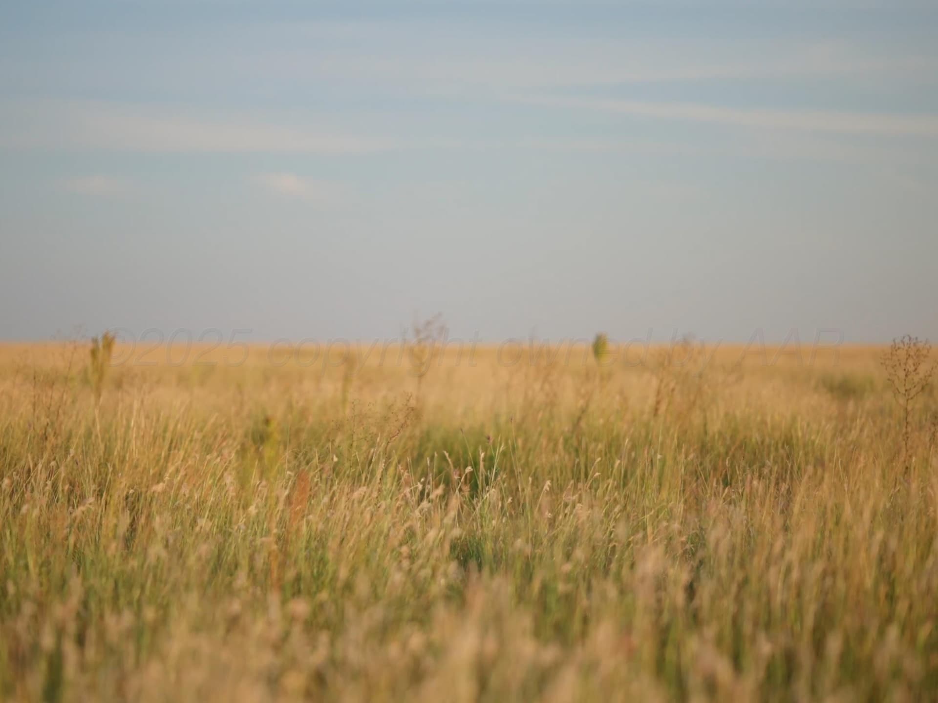10 acres in Randall County gallery image 3