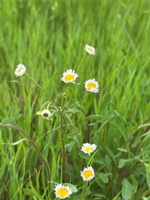 2 acres in Cooke County gallery image 4