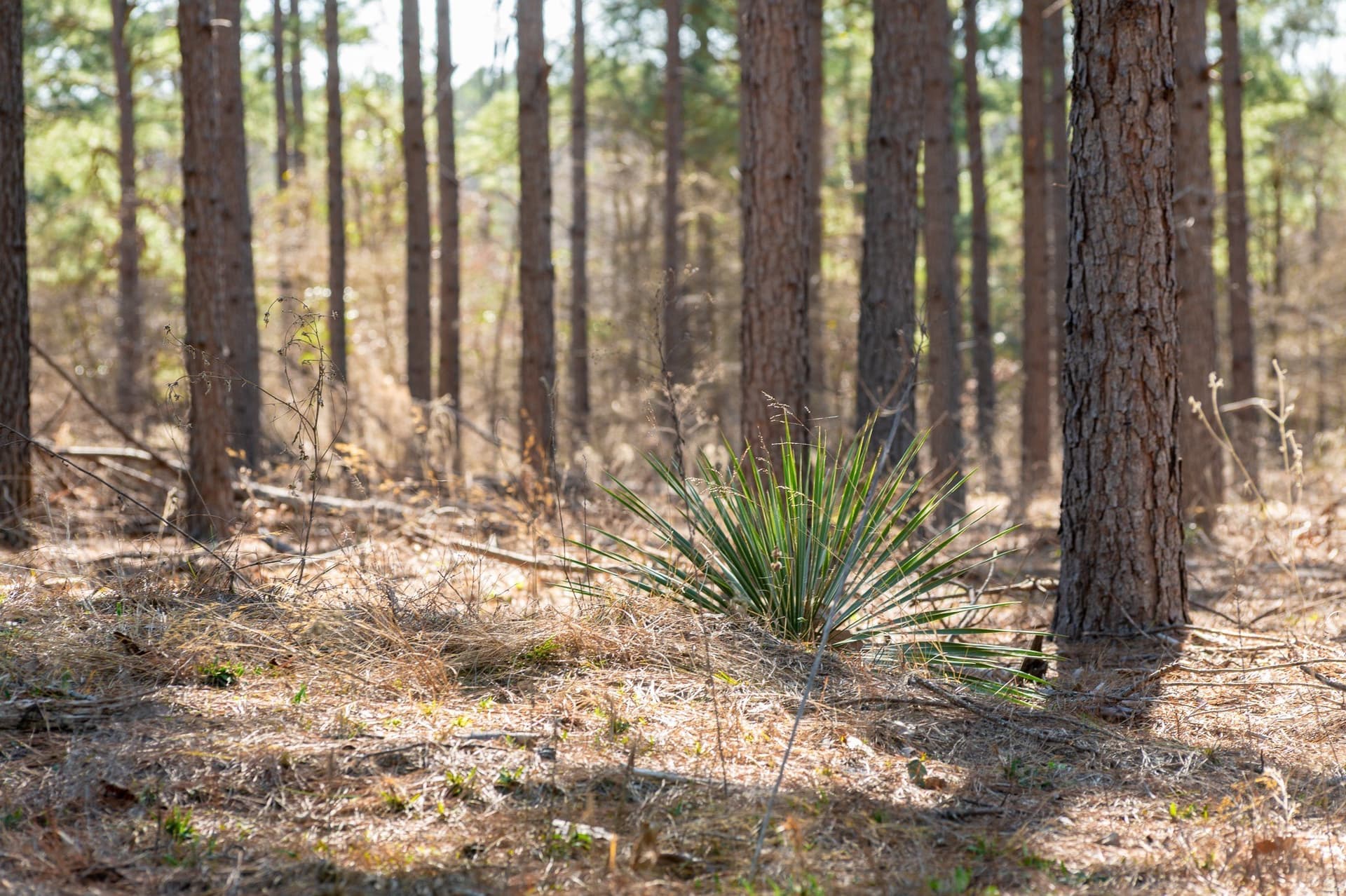 699.2 acres in Van Zandt County - photo 10
