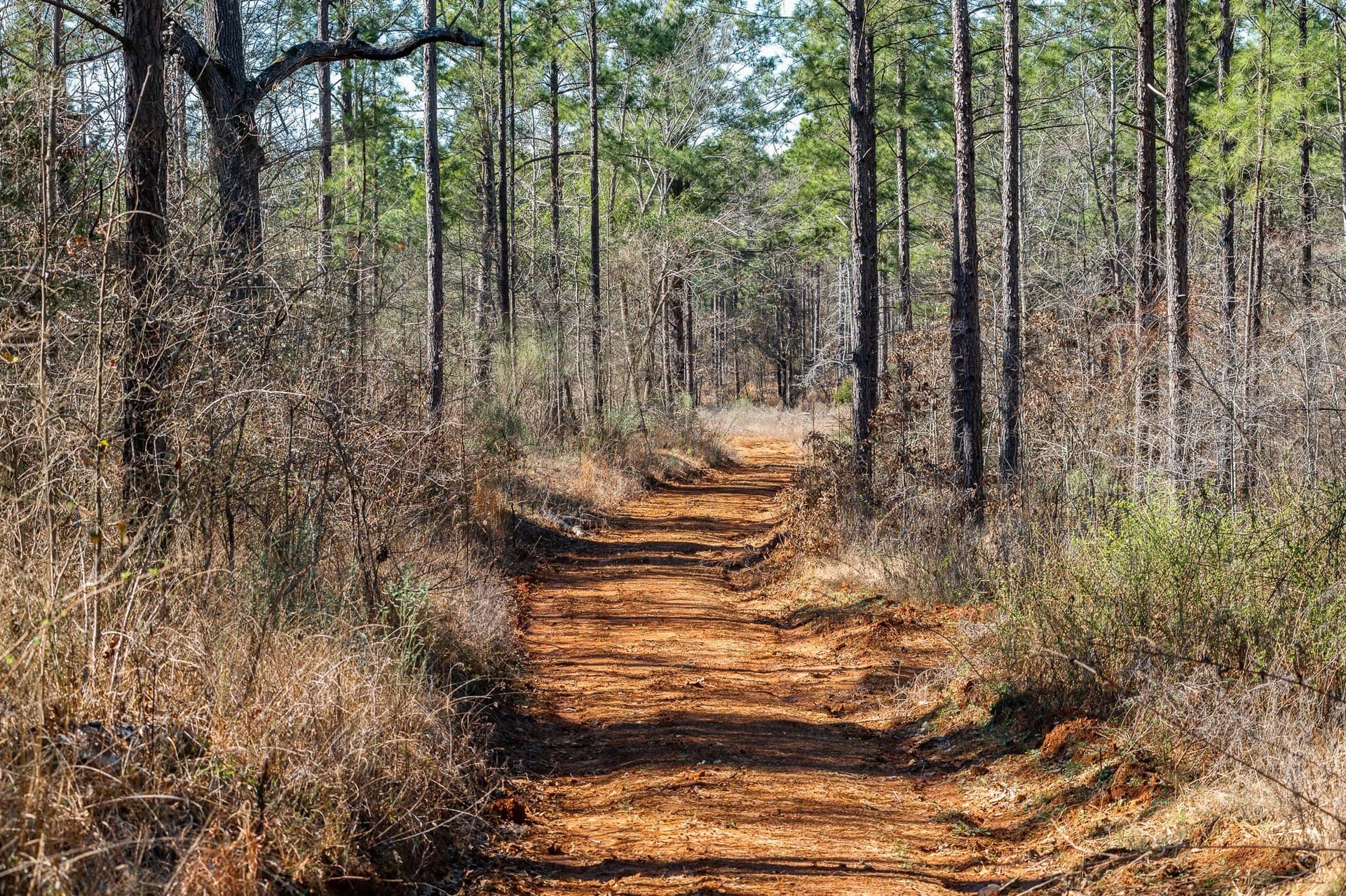 699.2 acres in Van Zandt County gallery image 3