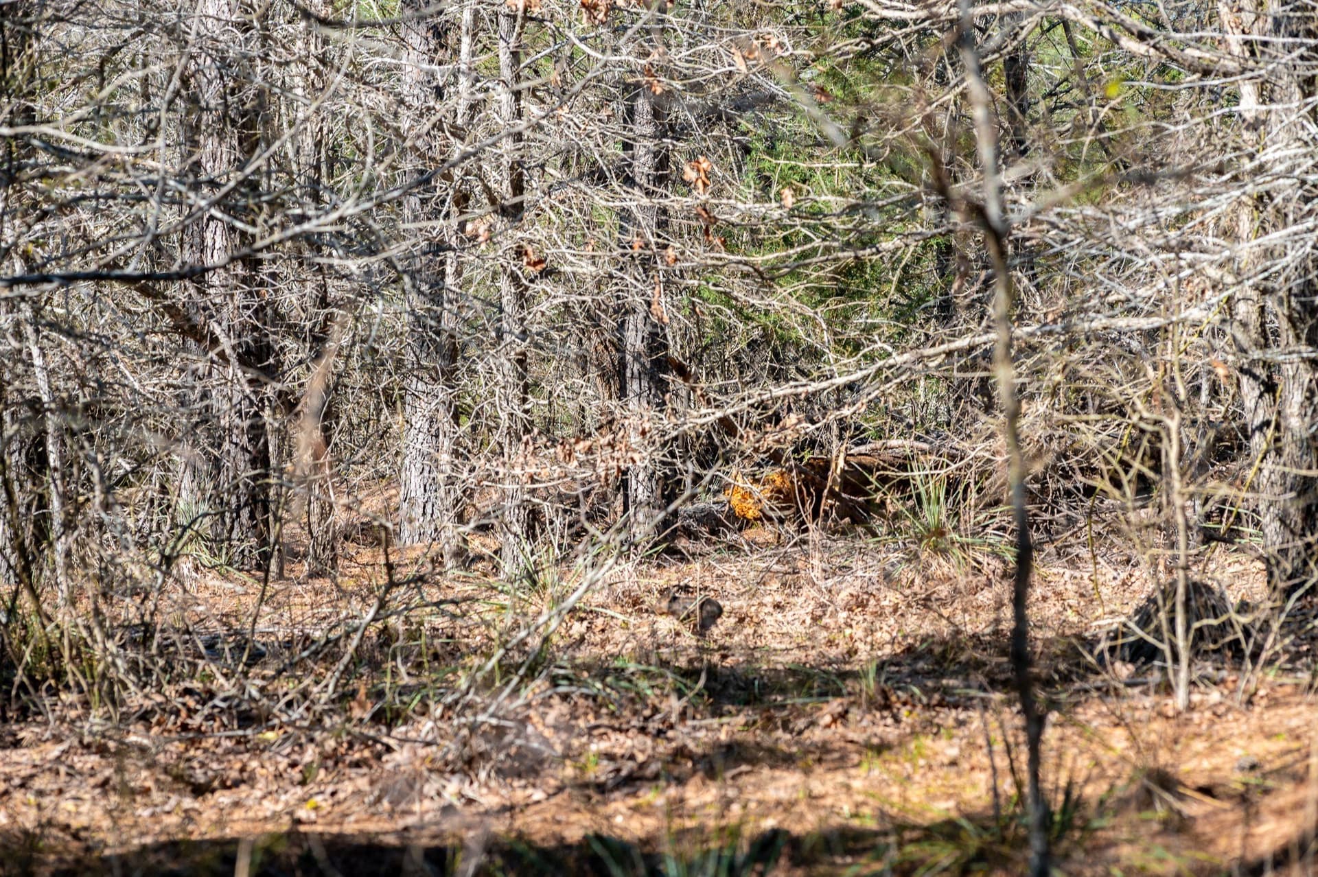 699.2 acres in Van Zandt County - photo 19