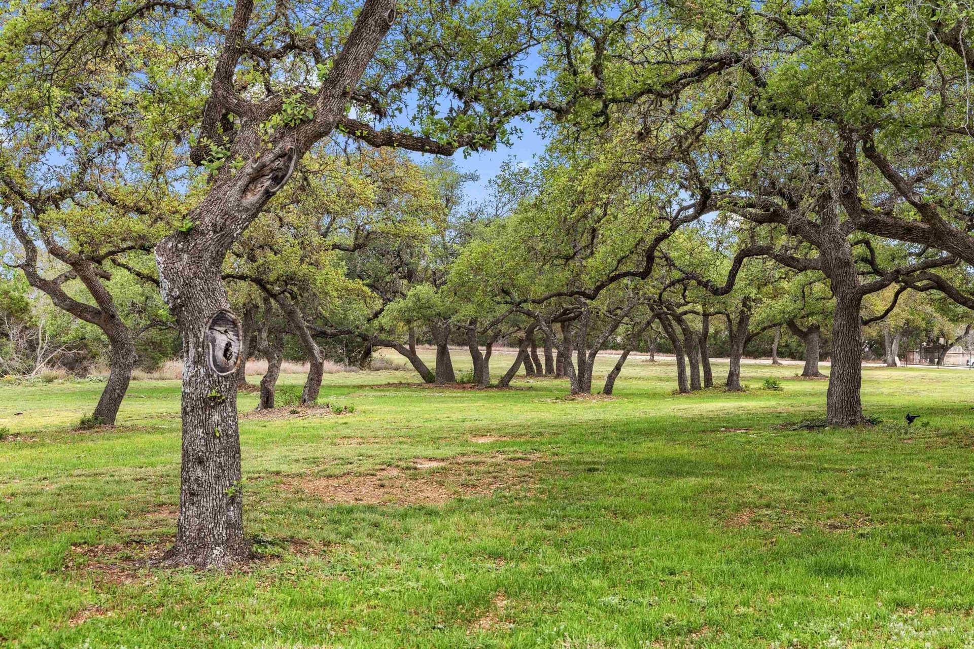11.01 acres in Blanco County - photo 27