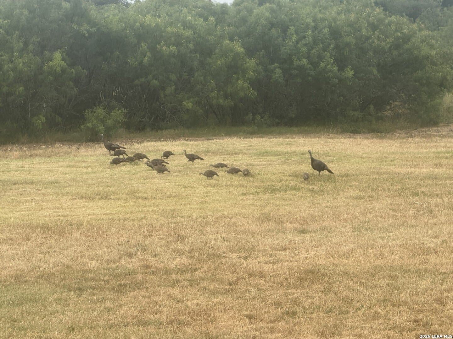 10.9 acres in Bexar County - photo 45